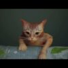 【1分間ゲーム話】#2 家まで帰ろう、1人で帰ろう(stray)